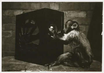 Small monkey playing with the dials on a radio, c 1935