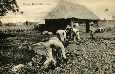 Sorting Pineapples, Cuba