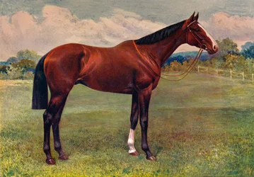 Spearmint