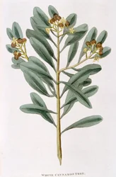 Sprig of white cinnamon Canella alba, 1823