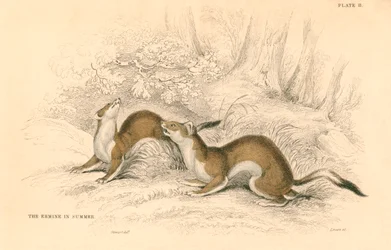 Stoat Mustela Erminea, Member of the Weasel Family, 1828