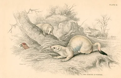 Stoat Mustela erminea, member of the weasel family, 1828