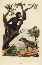Striped hyena, Hyaena hyaena, and siamang, Symphalangus syndactylus, endangered