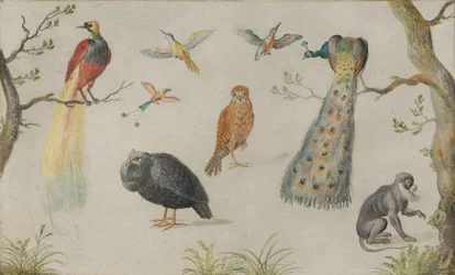Study of Birds and Monkey