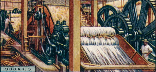 Sugar, 3. Crushing the Canes, Java