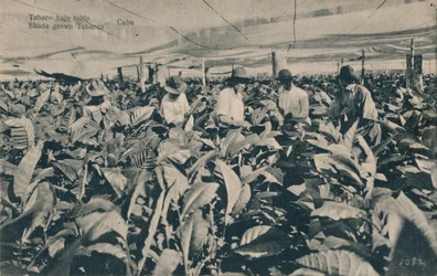 Tobacco under an awning. Shade-grown tobacco - Cuba, c. 1900
