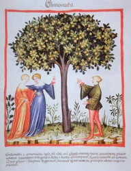 Tacuinum Sanitatis Codex Vindobonensis Nova Series 2644, fol. 9, Picking Apricots, Miniature (1370-1400)