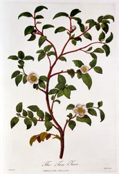 Tea: branch of Camellia sinensis