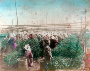 Tea Picking, Japan