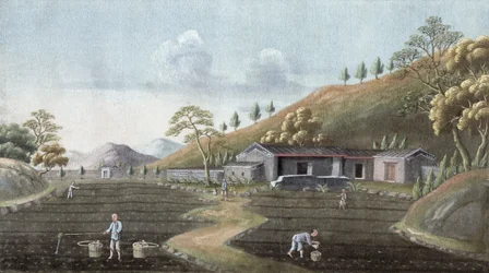 Tea Planting, China