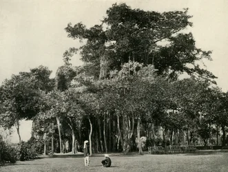 The Banyan Tree, Barrackpore