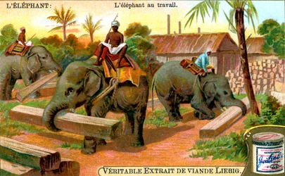The Elephant at Work, c1900