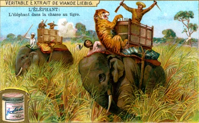 The Elephant on a Tiger Hunt, c1900