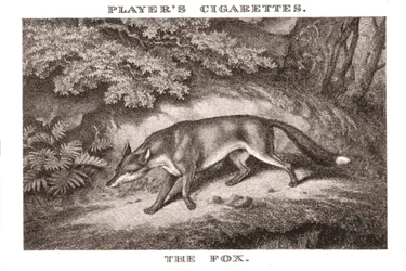 The Fox