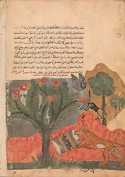 The Fox and the Drum, Folio from a Kalila wa Dimna