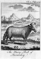 The Hairy Bull of Buratskoy