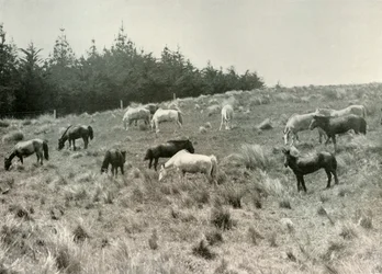 The Manchurian Ponies on Quail Island, Port Lyttelton, c1907