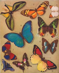 The Marvellous Colour of the Butterflies