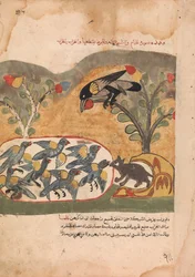 The Mouse Gnaws the Net Imprisoning the Doves, Folio from a Kalila wa Dimna