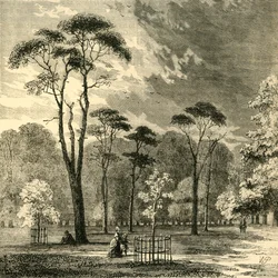 The Scotch Firs, Kensington Gardens