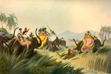 The Tiger Hunt