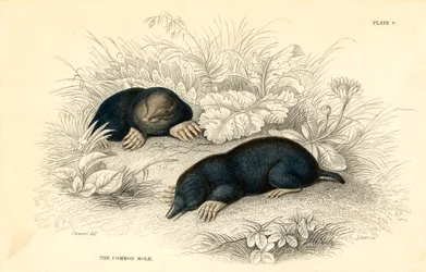 The Common Mole (Talpa europea)