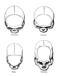 The Vertical Configuration of the Skull