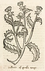 Thistle