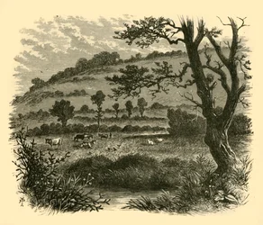 Thistledon