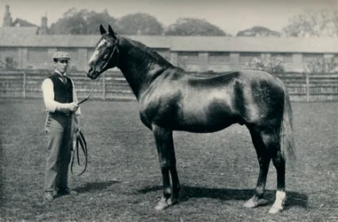 Thoroughbred racehorse, Bend Or