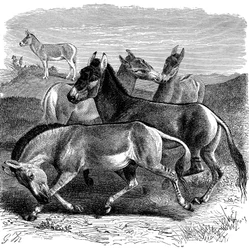 Tibetan Wild Ass or Kiang