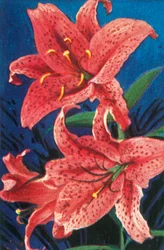 Tiger lily