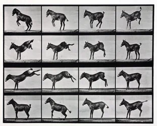Time-Lapse Photographs of a Mule Kicking