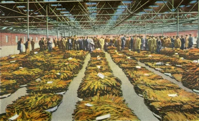 Tobacco Sale, an Ever Interesting Scene