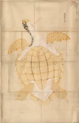 Tortoise