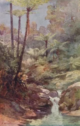 Tree-Ferns