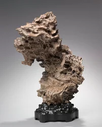 Tree Root