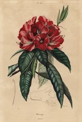 Tree rhododendron, Rhododendron arboreum