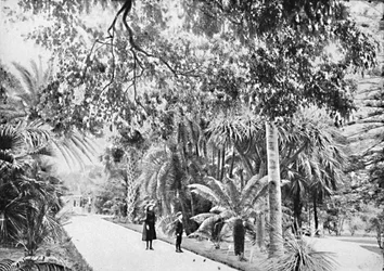 Tropical Palms and Ferns in the Botanical Gardens