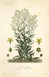 Turkish wartycabbage or Turkish rocket, Bunias orientalis