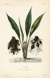 Turmeric or ukon