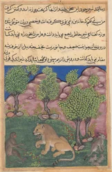 Tuti-Nama Tales of a Parrot: Tale XXVIII: The Monkey Advises the Suspicious Lion, c. 1560
