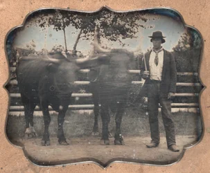 Two Oxen and Driver, 1850s