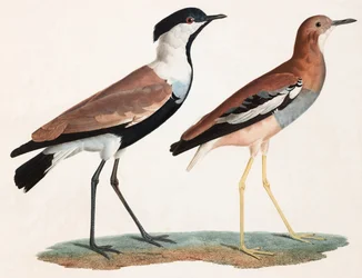 Two Colour Illustrations of Birds