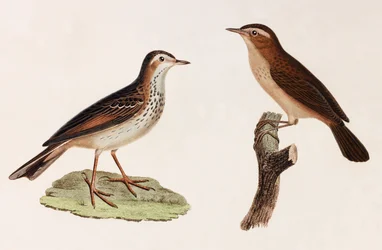 Two Colour Illustrations of Birds