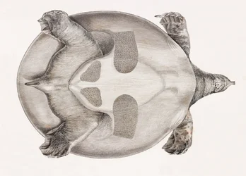 Underneath View of a Turtle