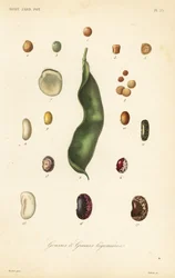 Varieties of peas and beans