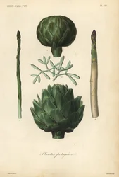 Vegetables