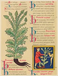 Verbena or Vervain