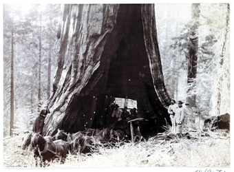 Wagon passing through a giant tree, North America, c 1900
